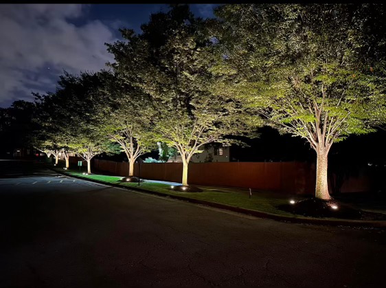 illuminated trees at commercial complex at night